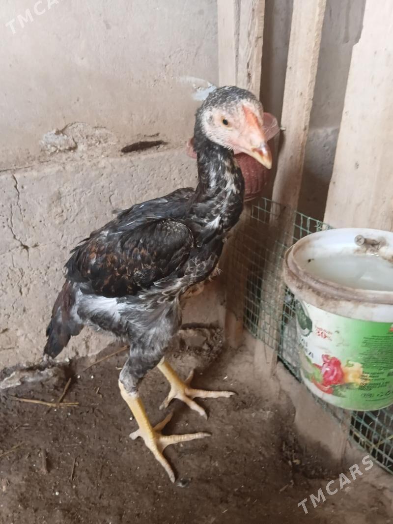 juje horaz - Дашогуз - img 1