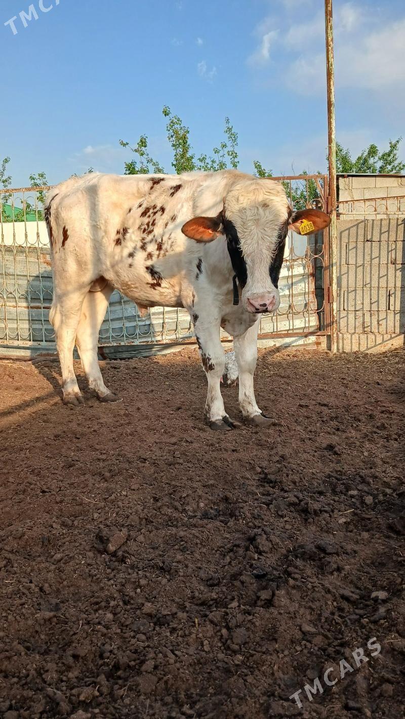 ALŞIR ÖKÜZ - Гёкдепе - img 1