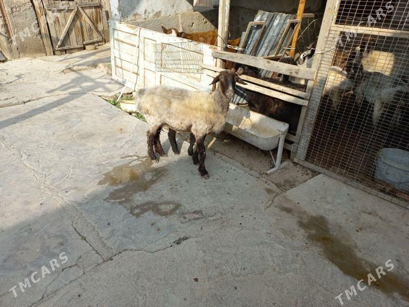 Guzuly goýun - Aşgabat - img 1