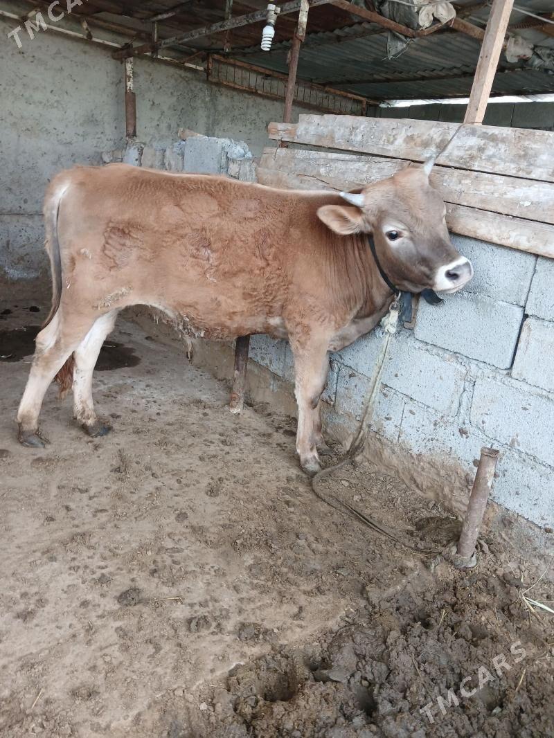 siwes okuz - Ашхабад - img 1