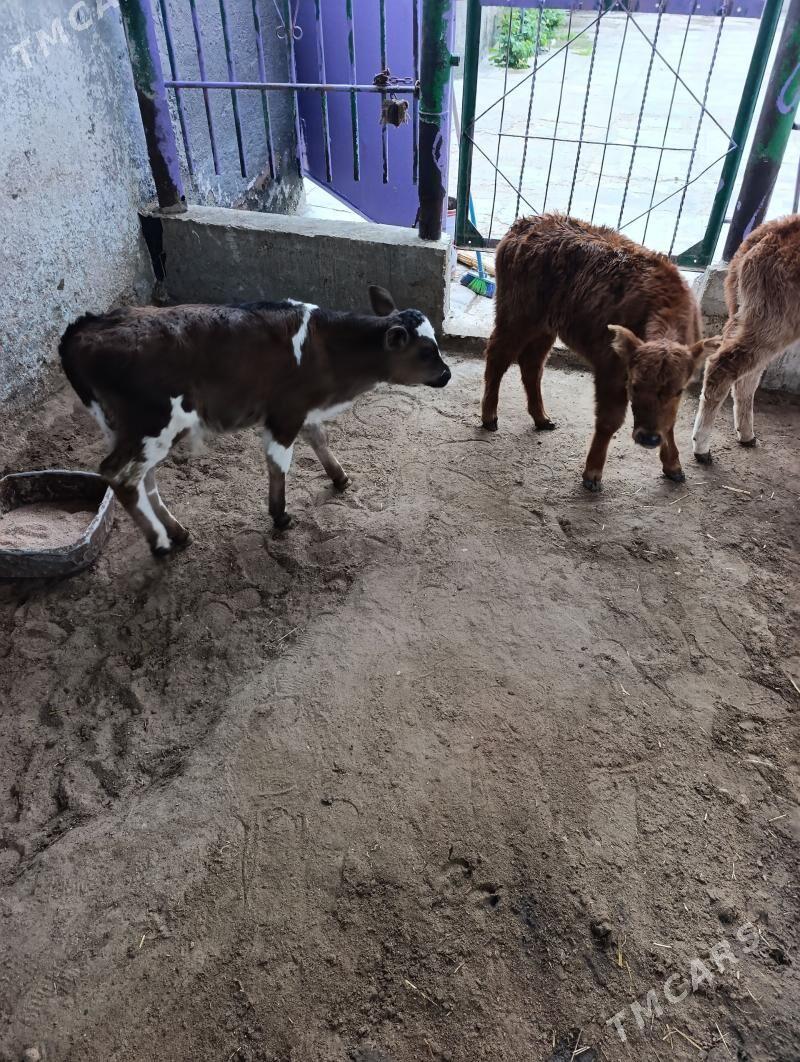 Tanaly sygyr - Балканабат - img 1