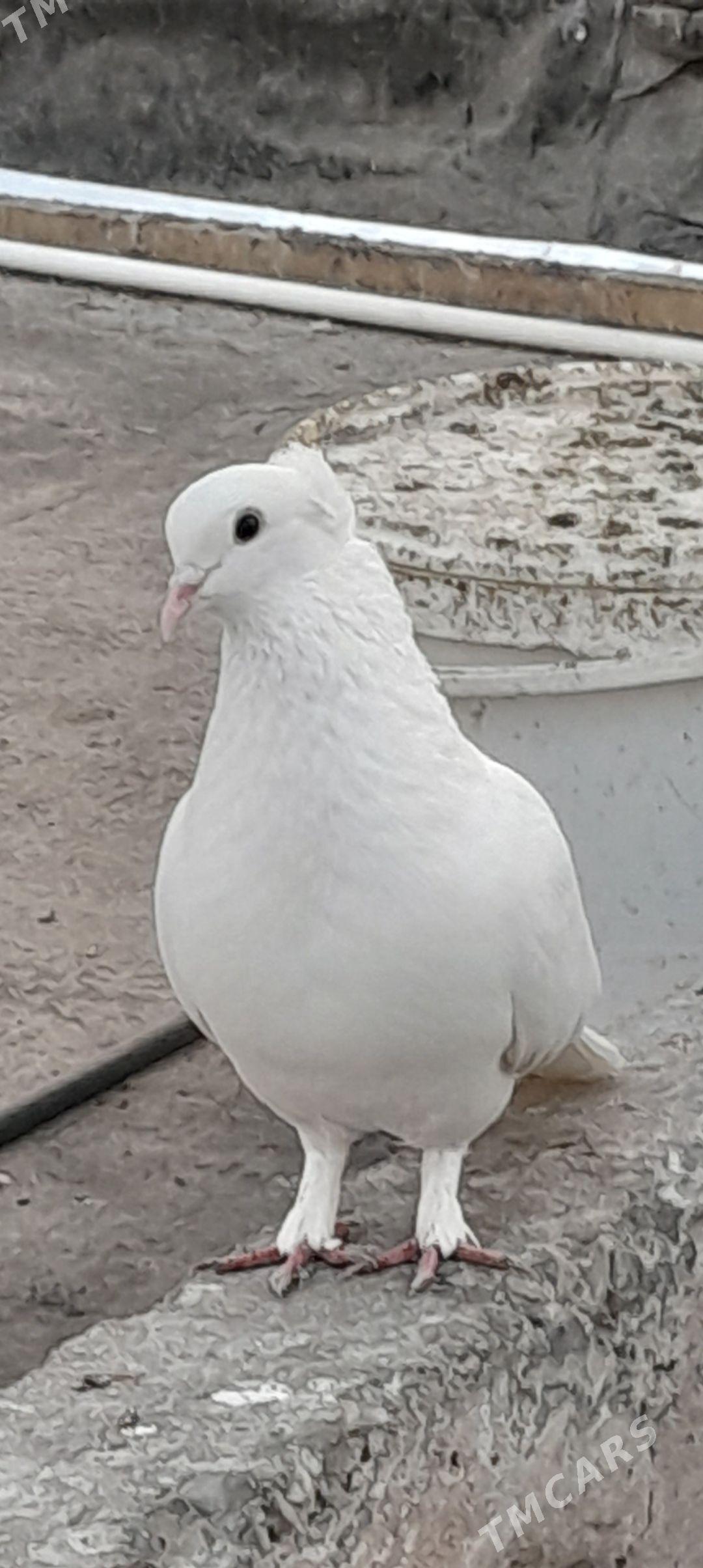 kepderi - Aşgabat - img 1