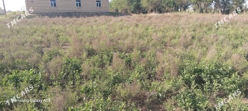 jay - Sakarçäge - img 1