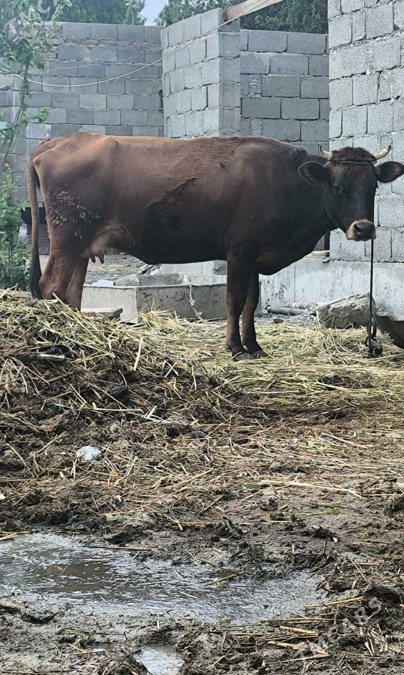 BOGAZ SYGYR 6AYLYK - Bäherden - img 1