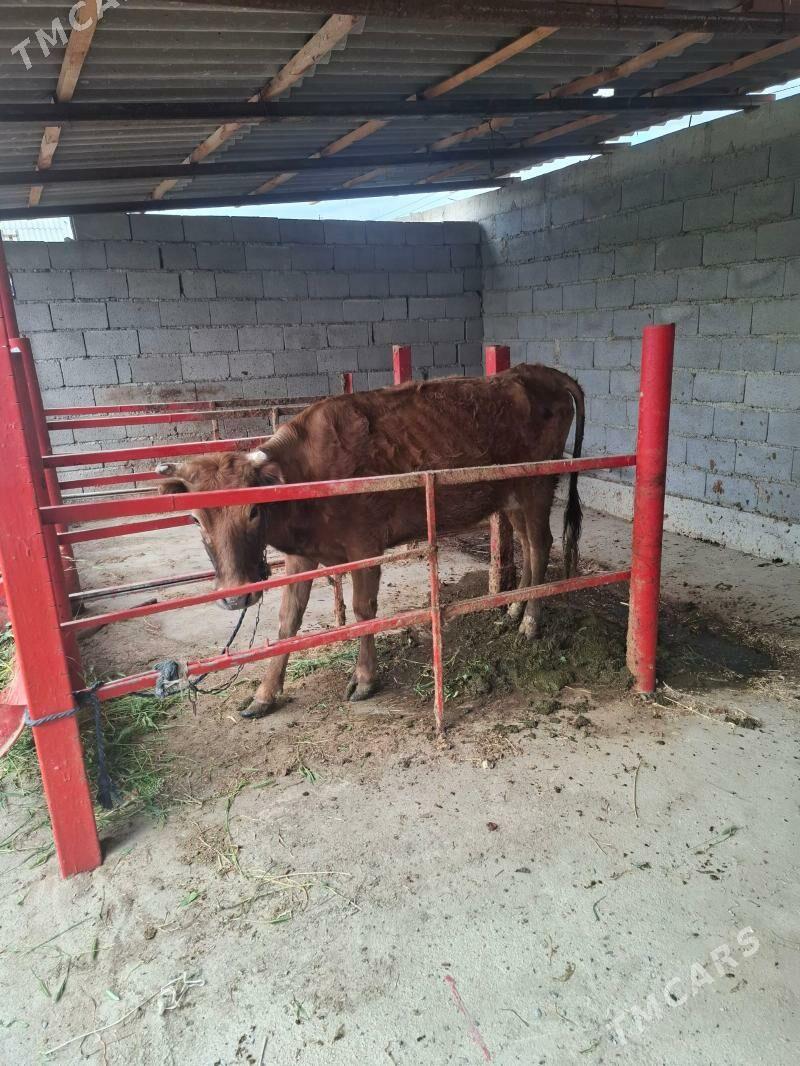 Gysyr sygyr - Бахарден - img 1