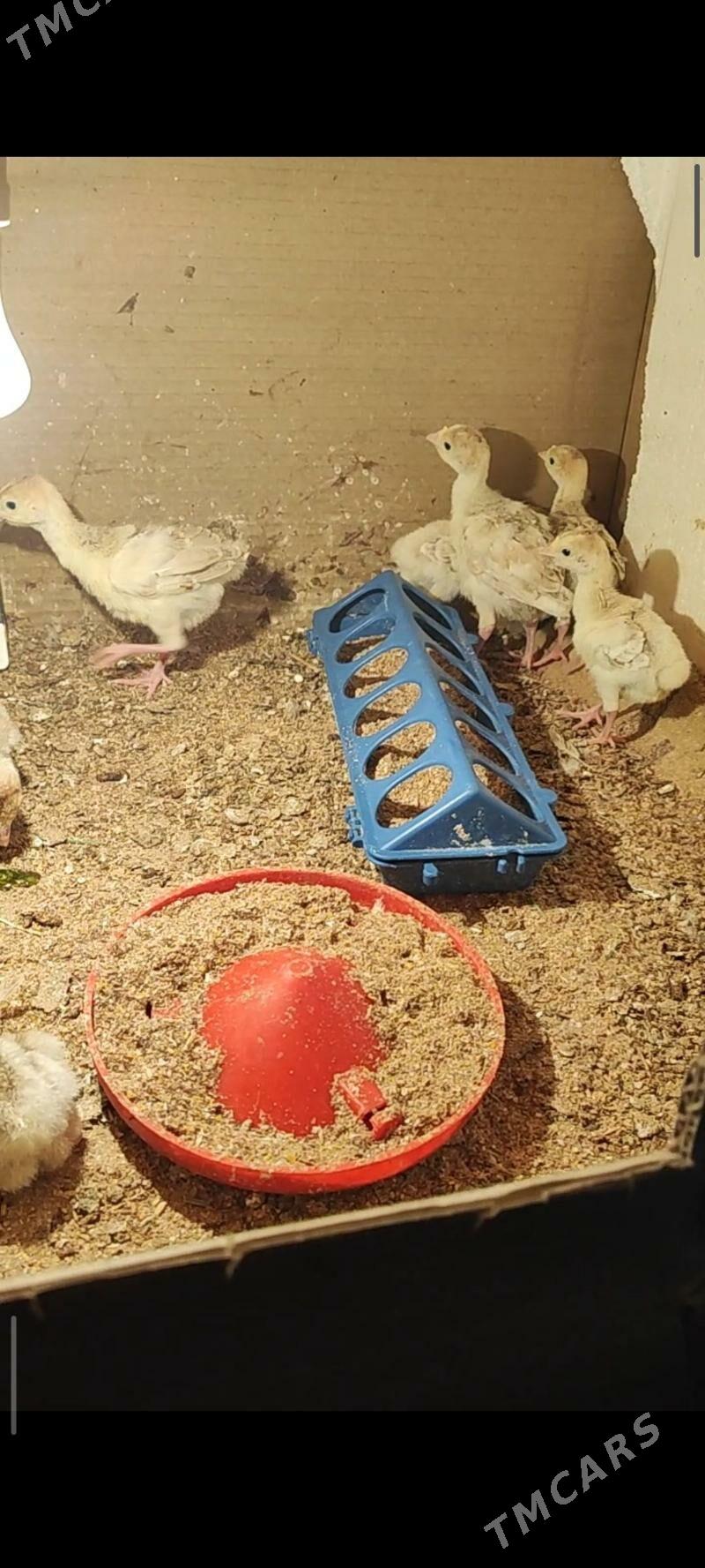 induk juyje - Ак-Бугдайский этрап - img 1