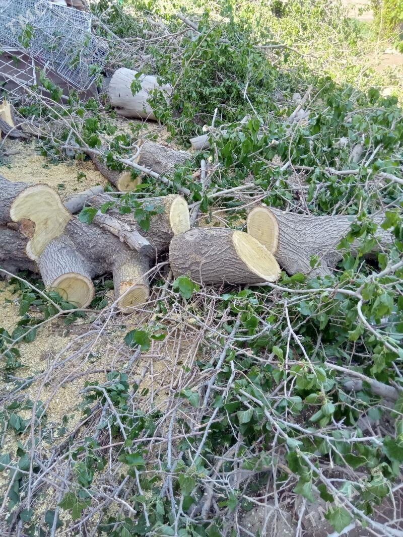 odun - Мары - img 1