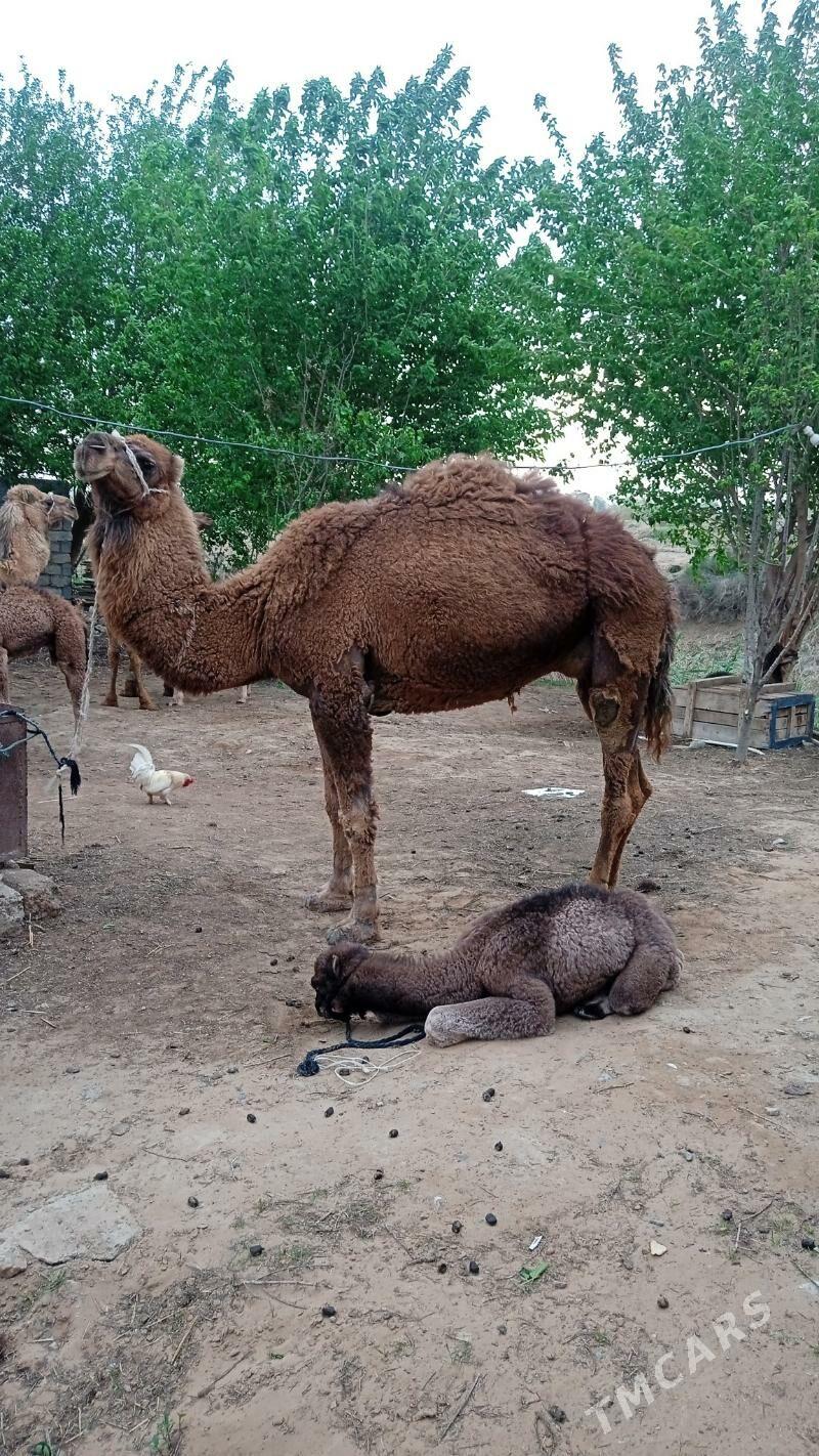 kosekliduye - Çoganly - img 1