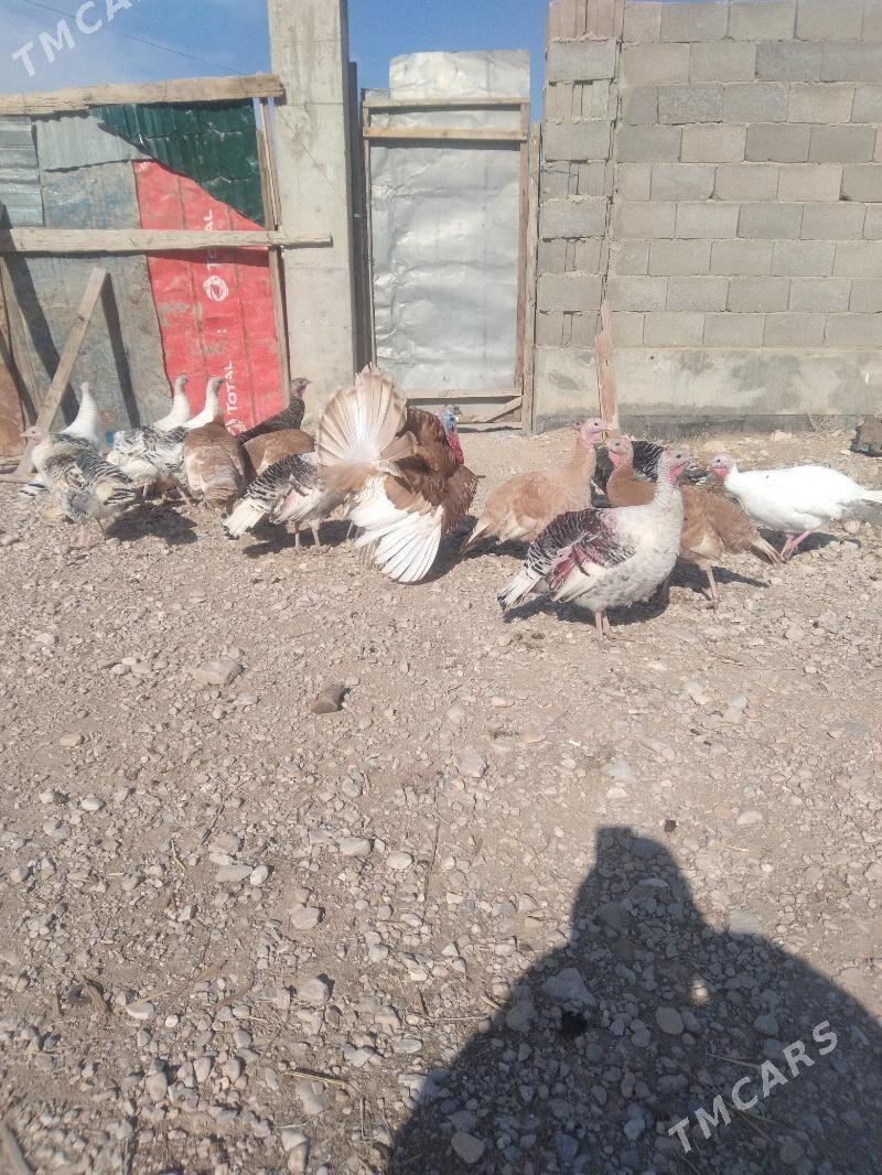 Kürk induklar - Balkanabat - img 1