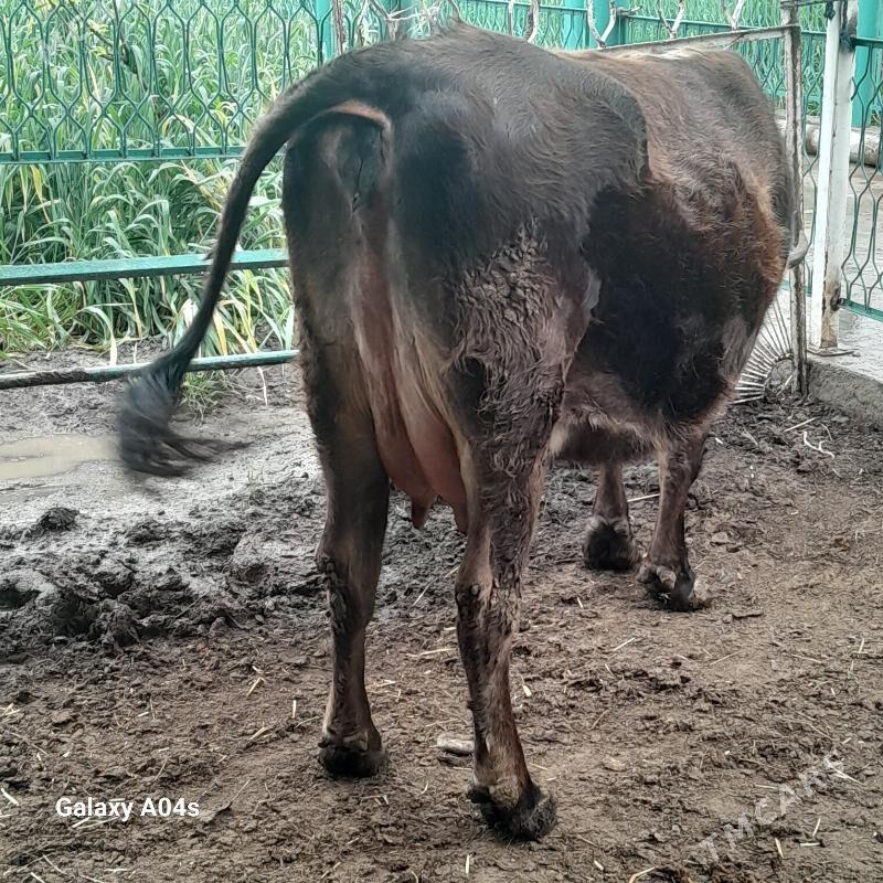 Gölely Sygir - Aşgabat - img 1