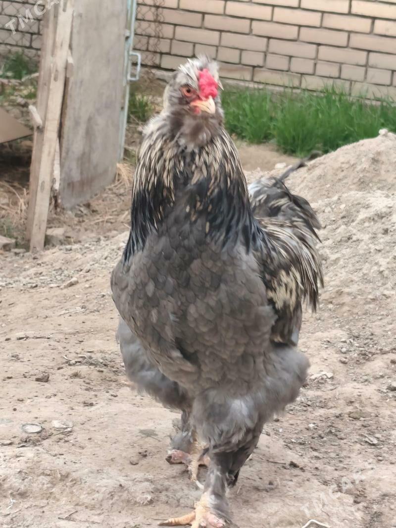 тройка двойка товуклар - Шатлык - img 1