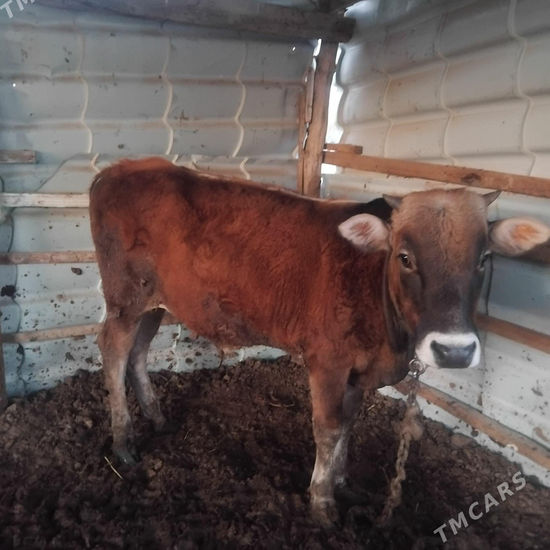 okuz swes - Mary - img 1