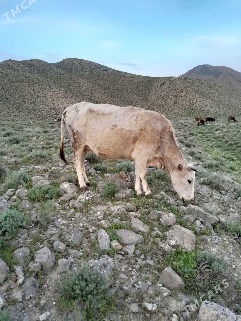 sygyr - Bäherden - img 1