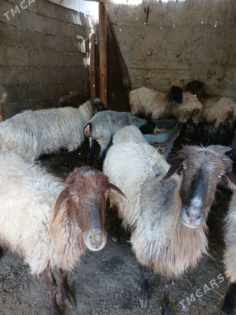 goyun gurbanlyk janly - Ашхабад - img 1