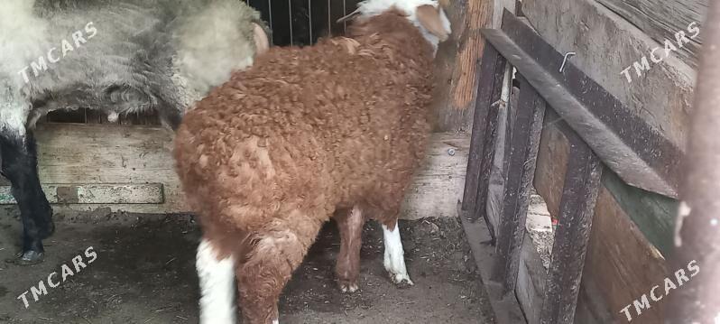 satlyk berre - Hitrowka - img 1