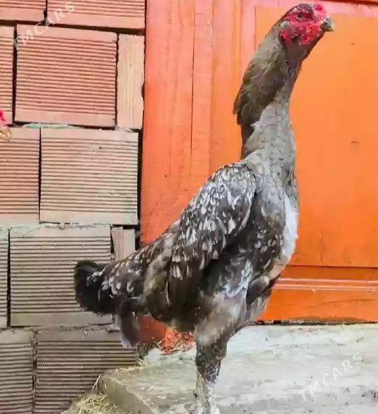 baysow yumurtga - Фарап - img 1