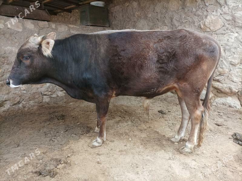 okuz - Jebel - img 1