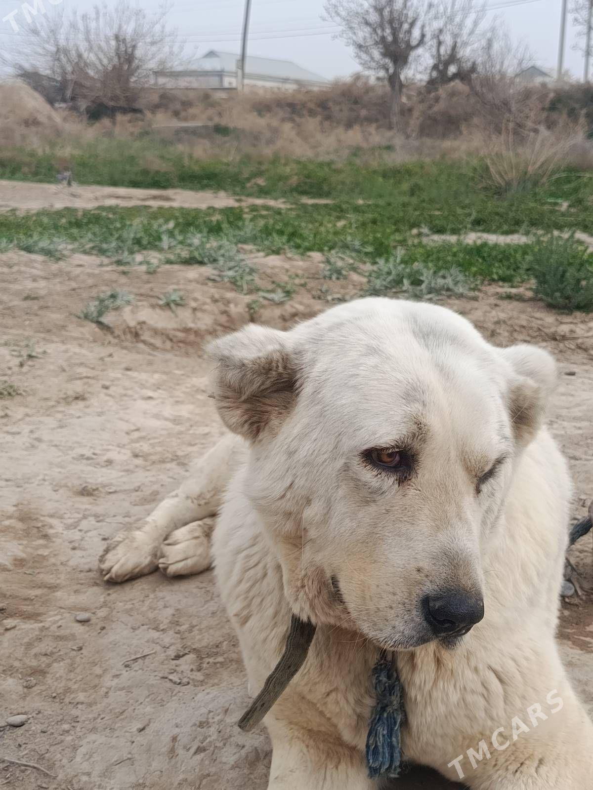 türkmen alabay - Baýramaly - img 1