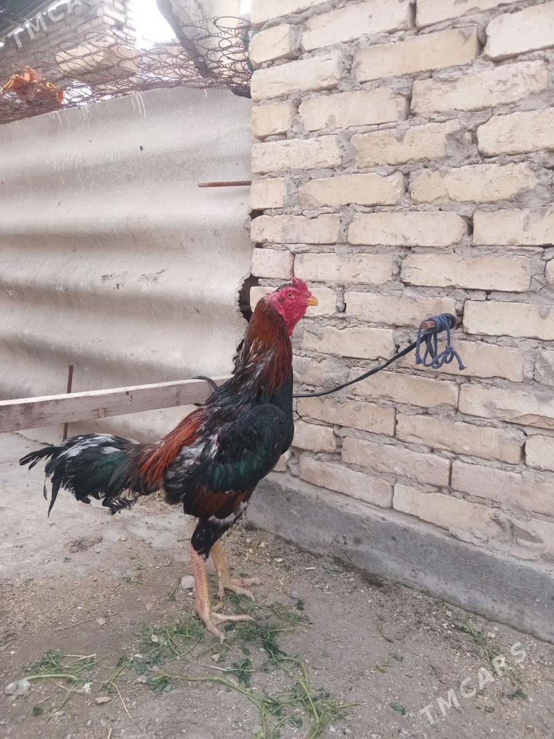 tmkars - Туркменабат - img 1