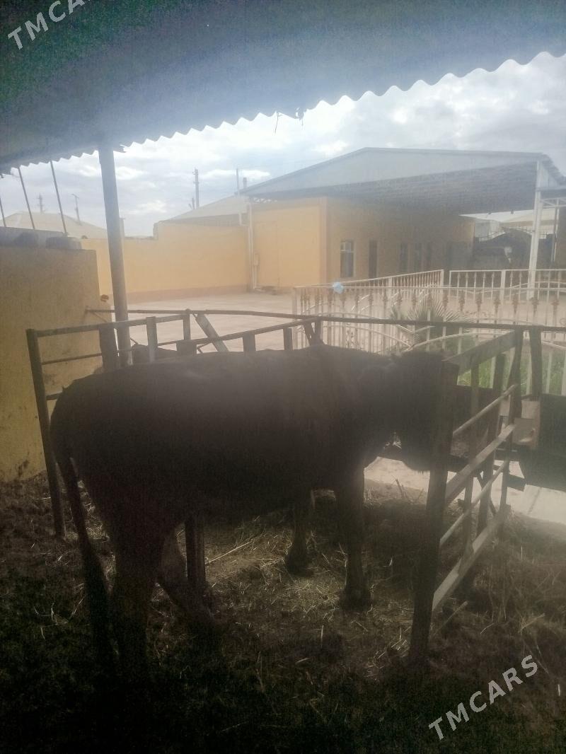 Tuwe - Бахарден - img 1