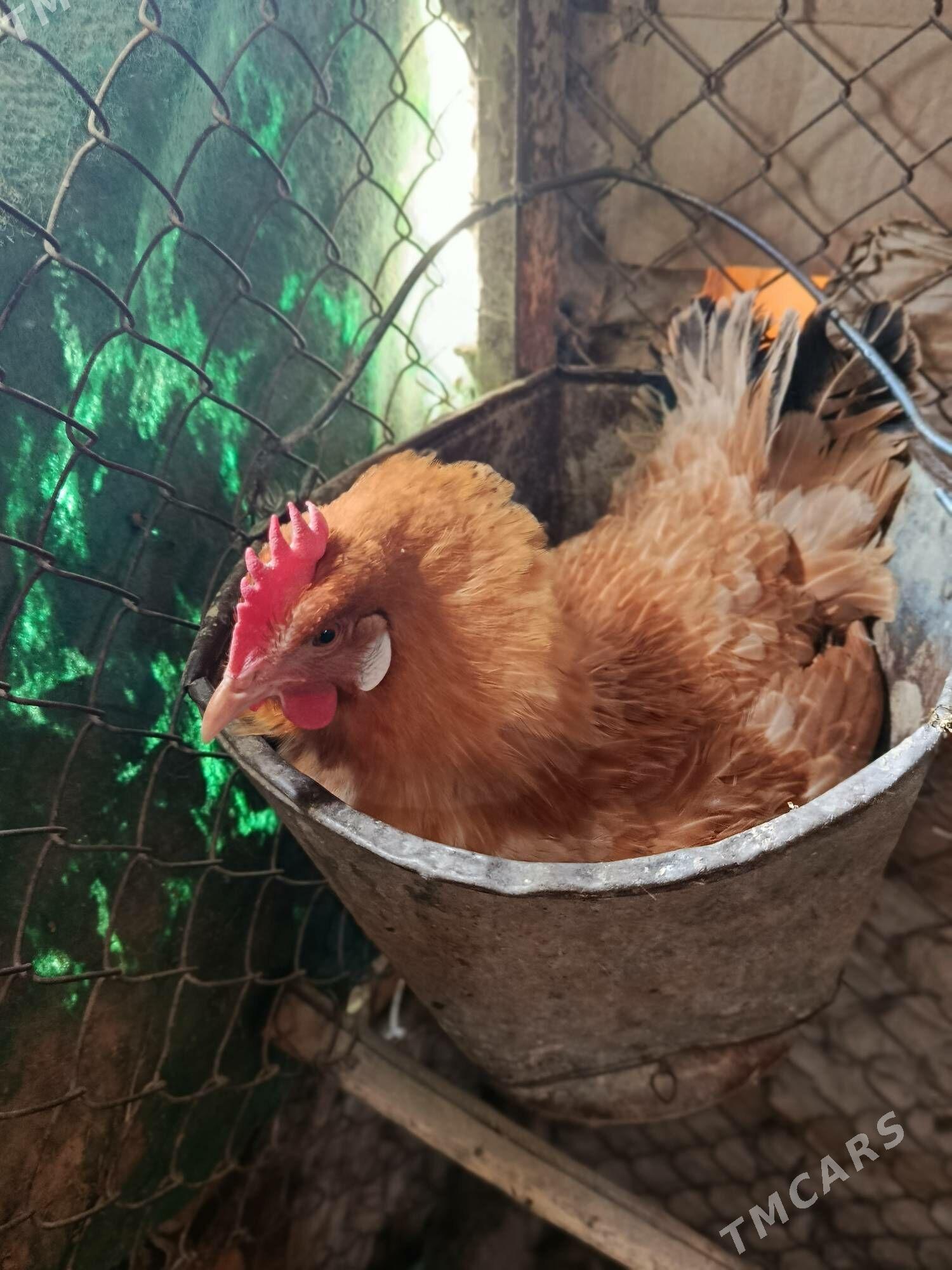 towuk - Гёкдепе - img 1