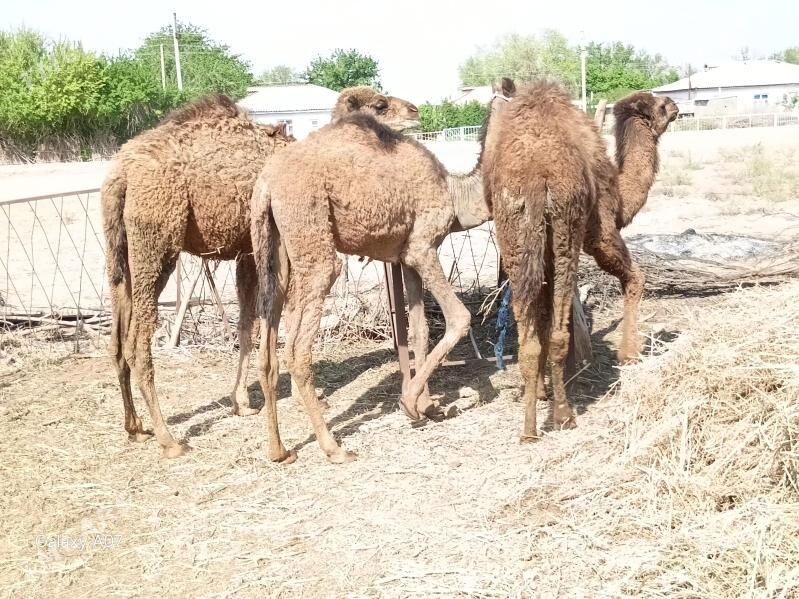 Torym - Babadaýhan - img 1