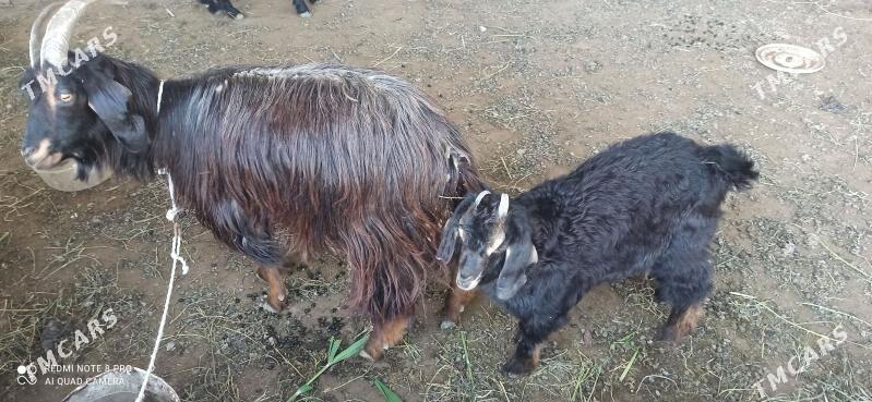 ovlakly geçi serke - Farap - img 1