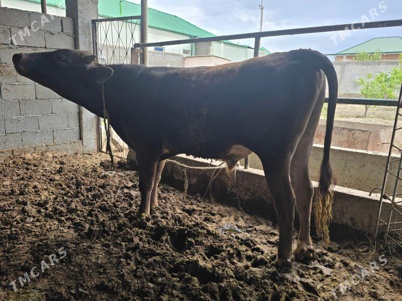 Okuz tohum - Aşgabat - img 1