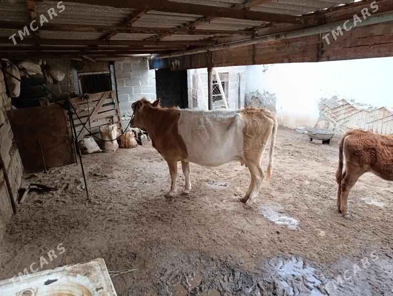 sygyr - Gumdag - img 1