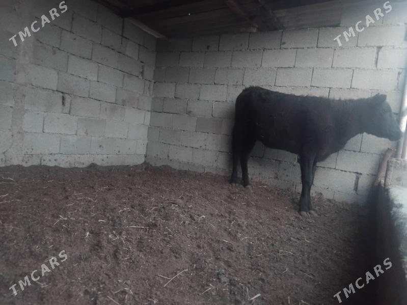 Tuwe - Ашхабад - img 1