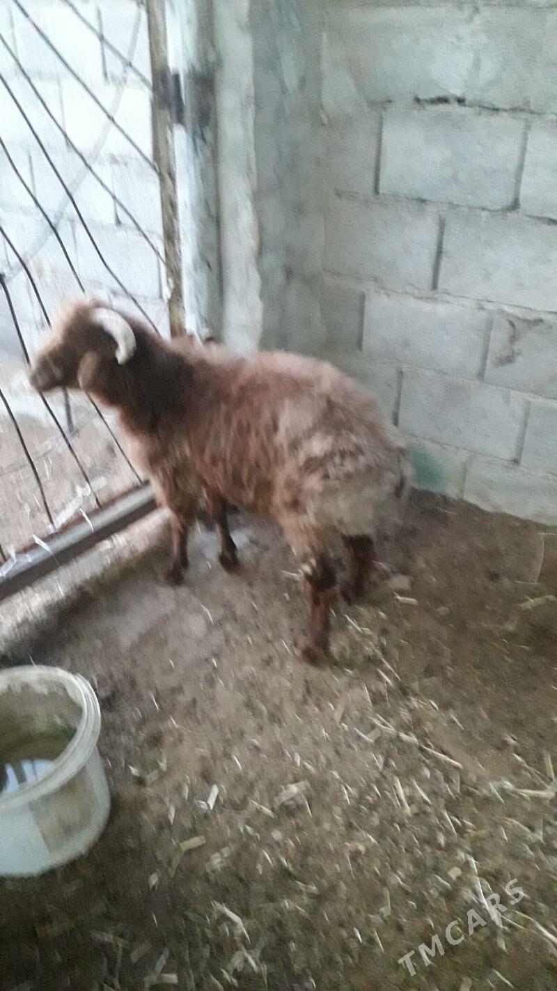 işşek - Änew - img 1