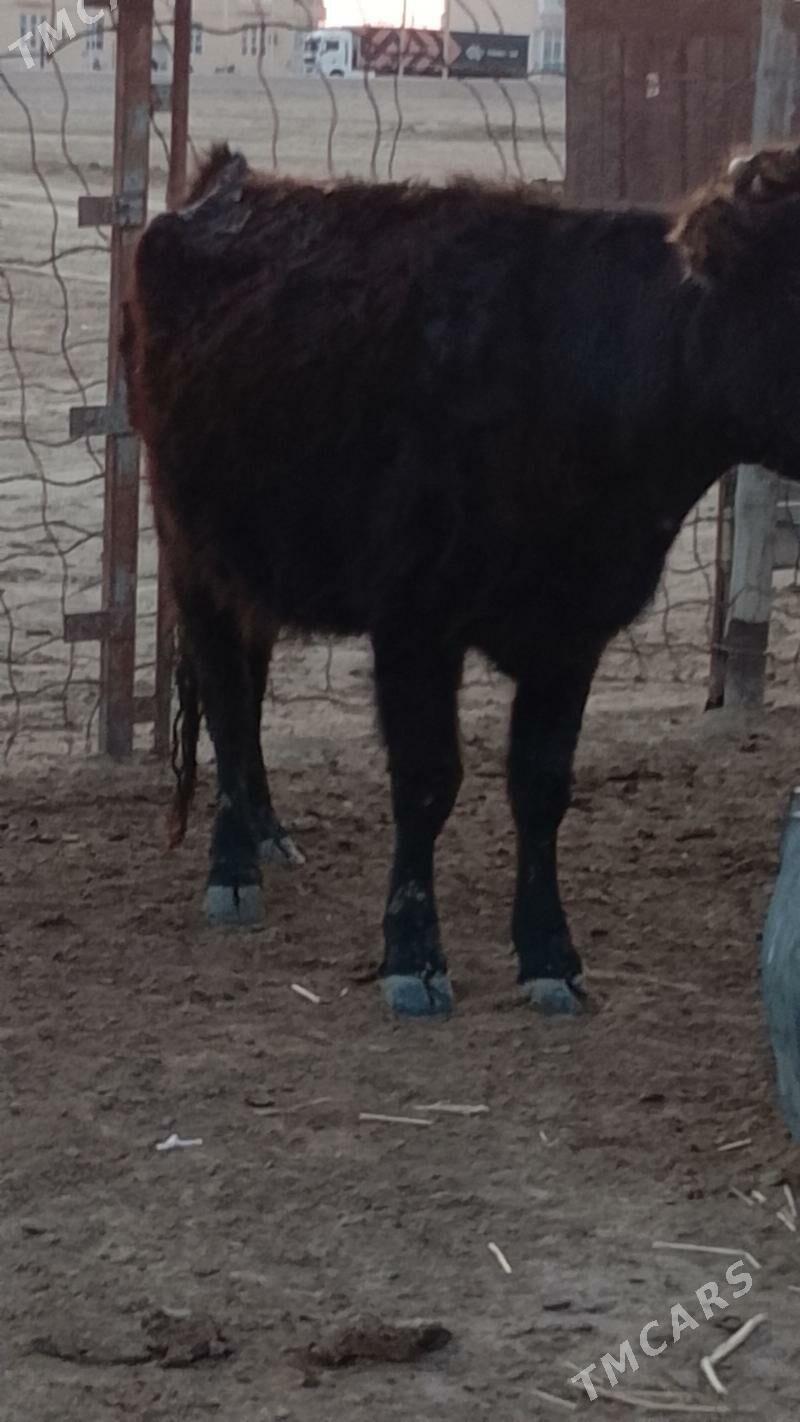 Sygyr göleli - Esenguly - img 1