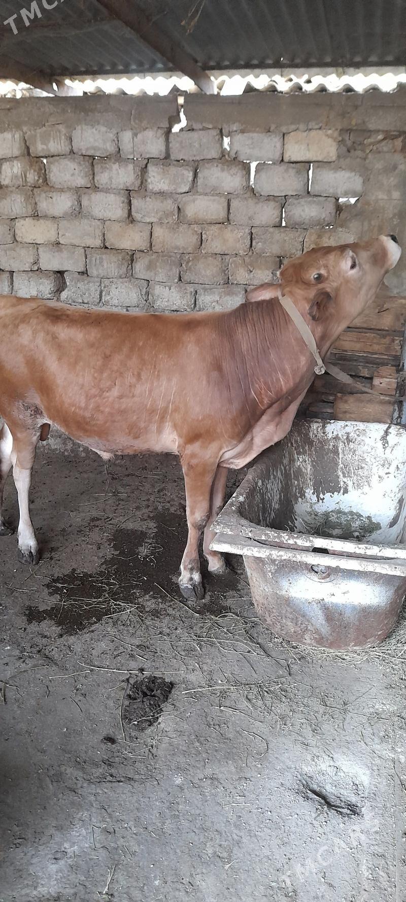 okuz - Гарадамак - img 1