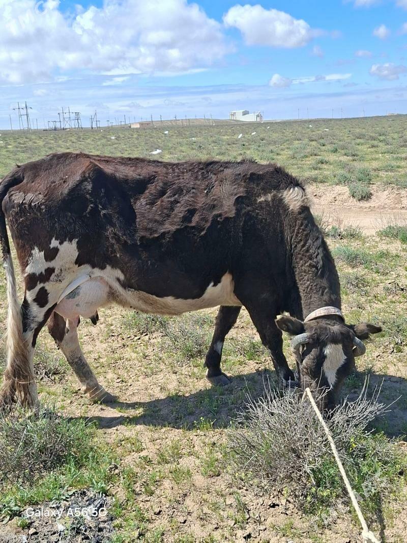 sygyr - Türkmenbaşy - img 1