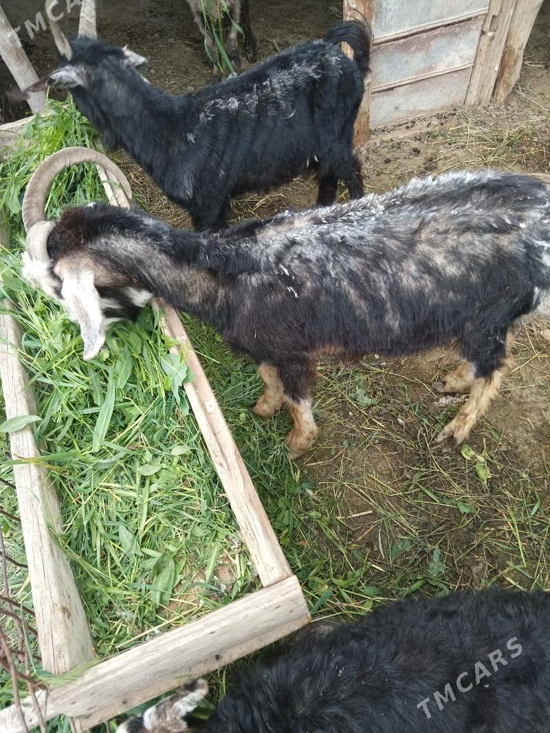 Owlakly geci - Бахарден - img 1