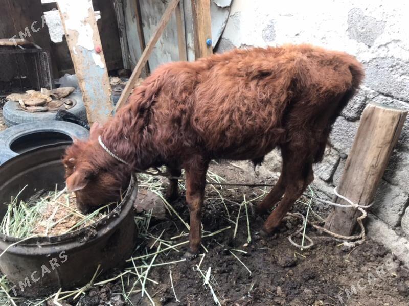 tuwe okuzce - Гарадамак Шор - img 1