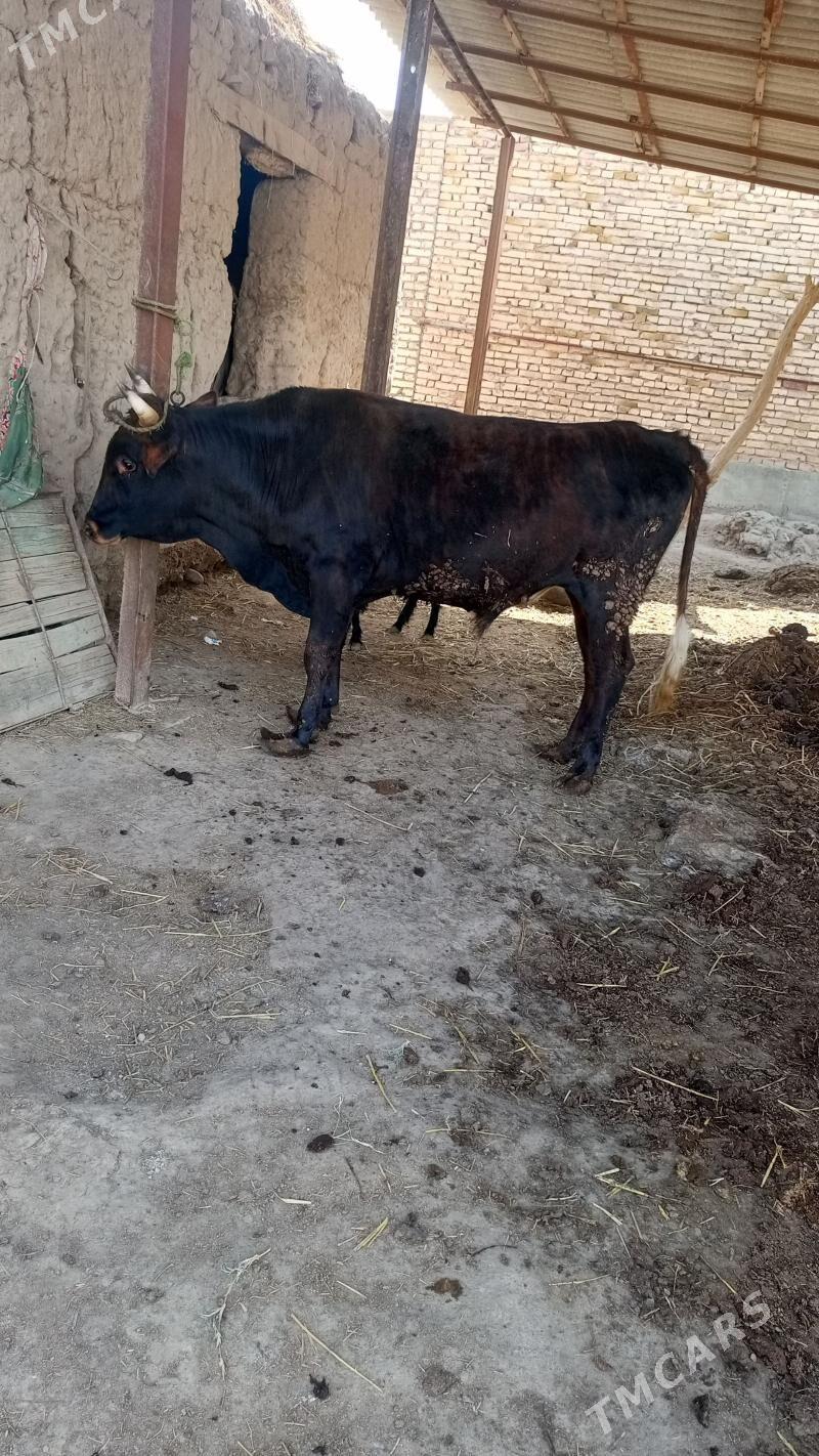 okuz - Фарап - img 1