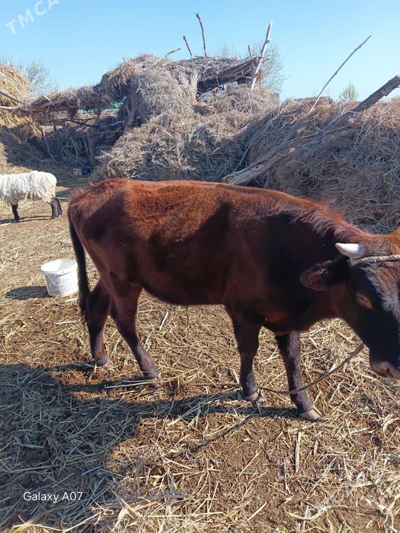 okiz 1 yasdan gecen - Дашогуз - img 1