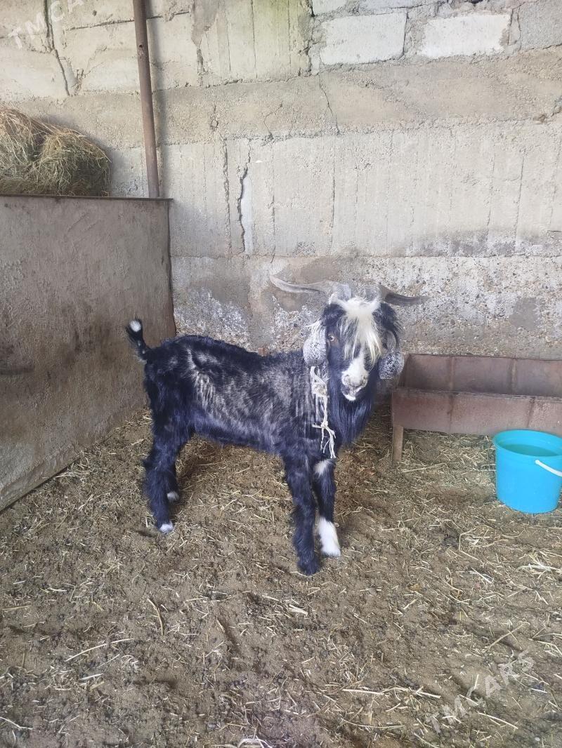 Geci - Ашхабад - img 1