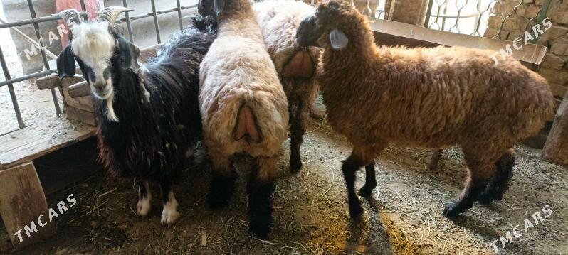 Tokly erkeç - Анев - img 1