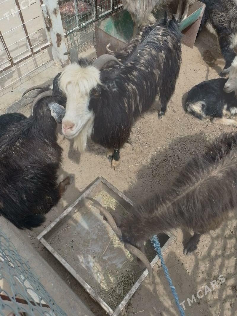 owlakly geci - Джебел - img 1