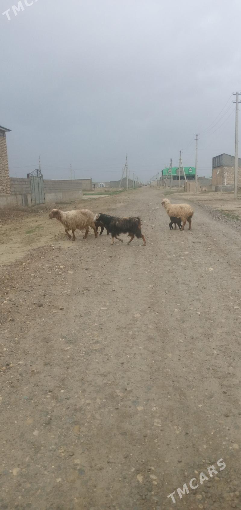 guzly goyun gysyr geci - Gyzylarbat - img 1