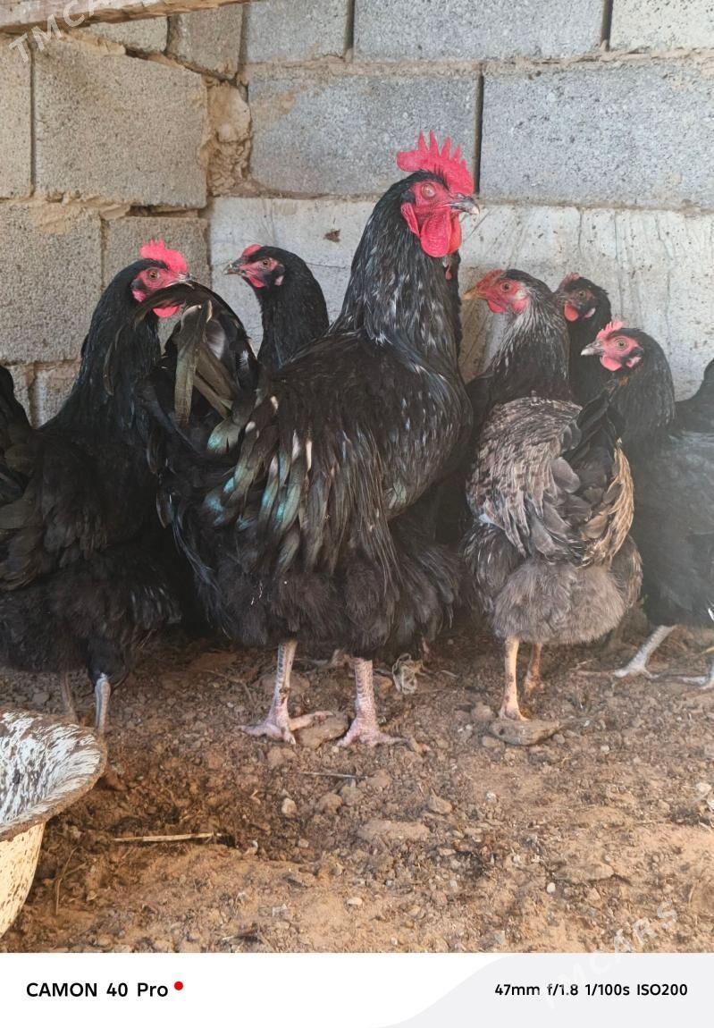 Jersi Gigant yumurtga - Чоганлы - img 1