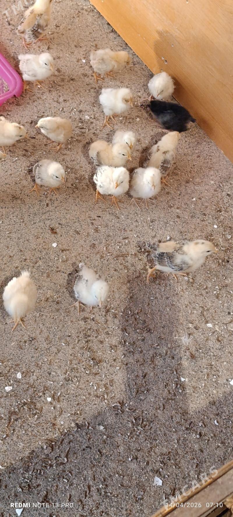 jüýje jüje - Ак-Бугдайский этрап - img 1