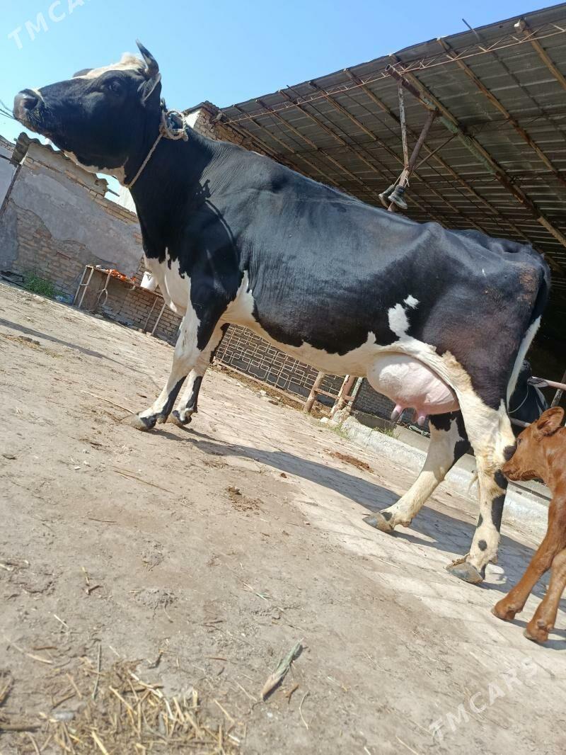 goleli sygyr - Туркменабат - img 1