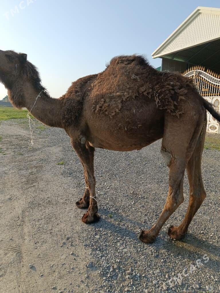 Duye - Gökdepe - img 1