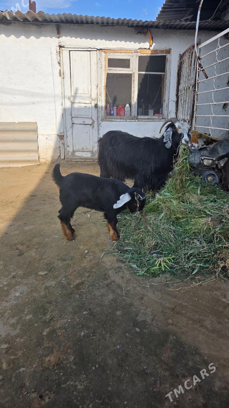 geci owlak - Aşgabat - img 1