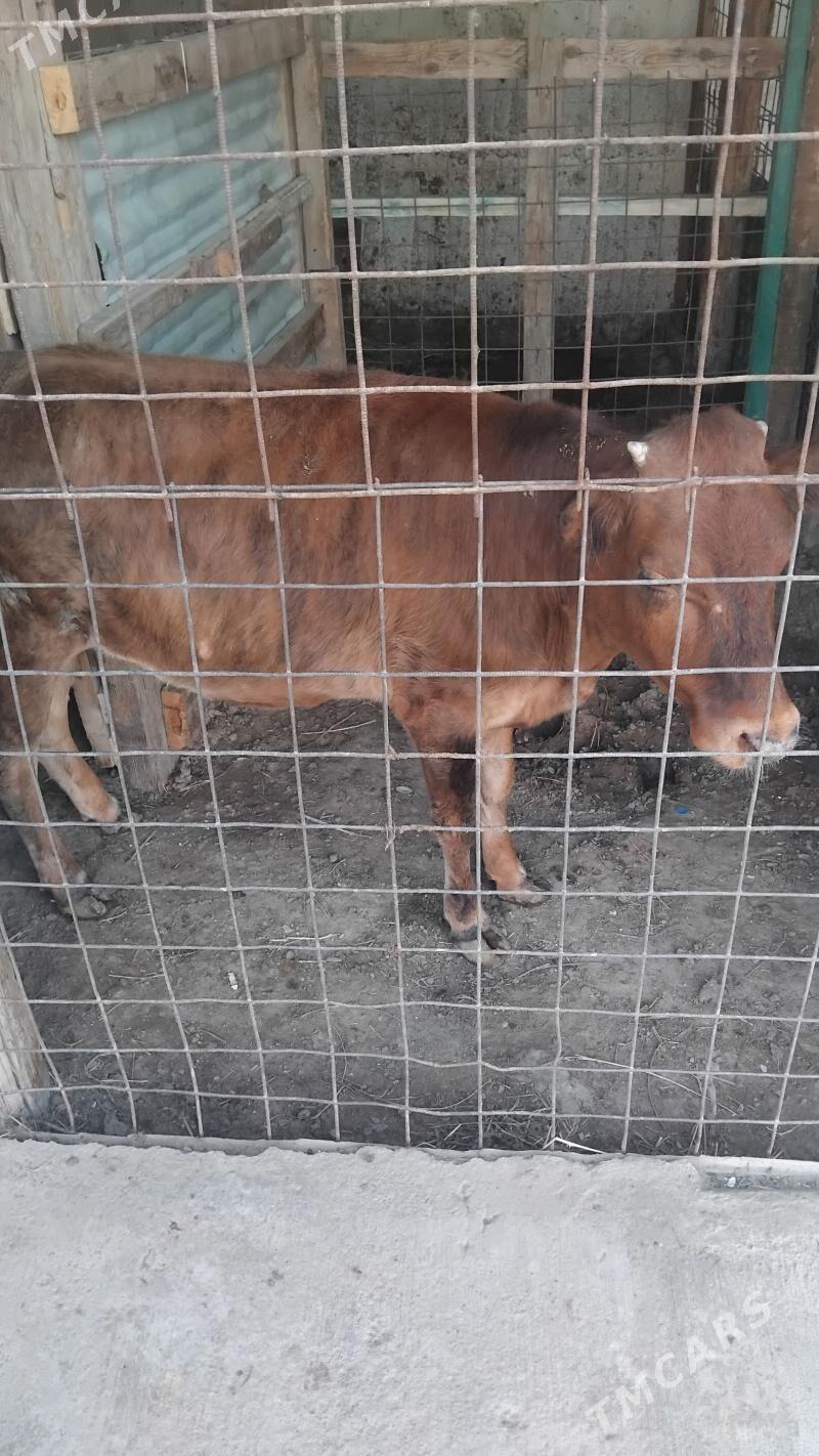 gole tüwe - Aşgabat - img 1