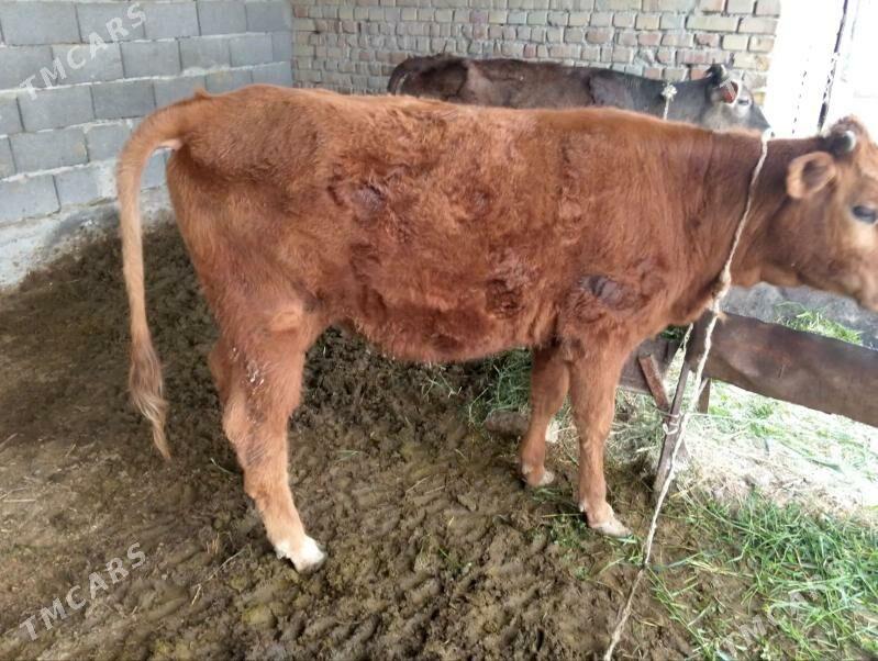 Tüwe - Бахарден - img 1