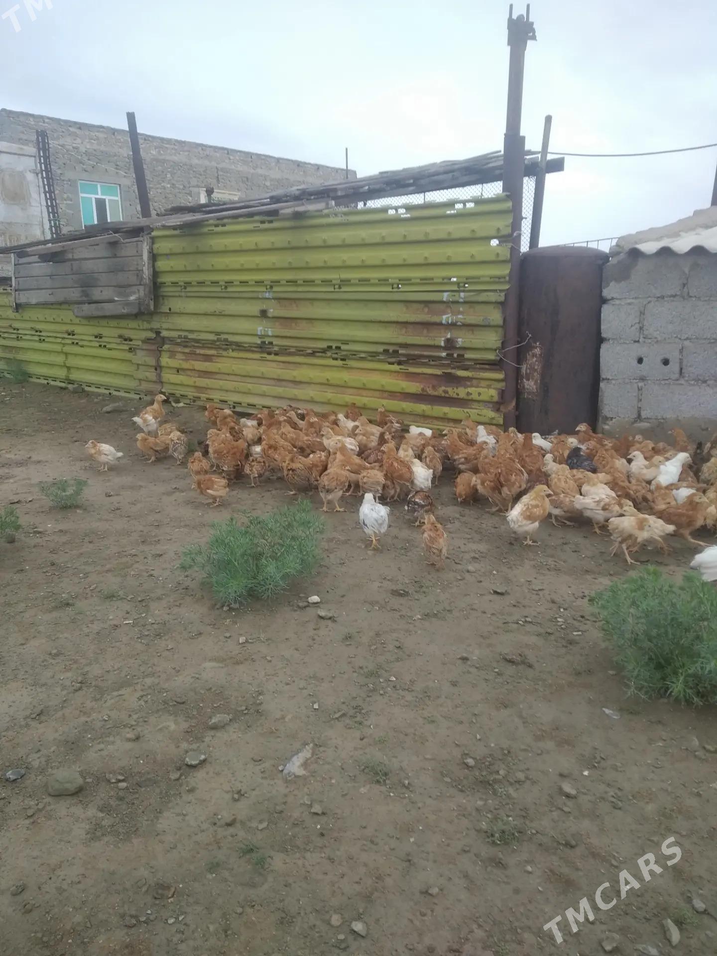 Jüjeler - Берекет - img 1